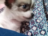Chiot Chihuahua mâle à vendre