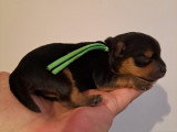 Chiots Yorkshire à vendre