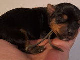 Chiots Yorkshire à vendre