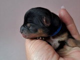 Chiots Yorkshire à vendre
