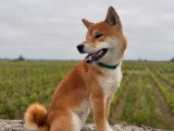 Mâle Shiba Inu disponible pour saillie