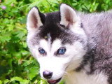 5 chiots Husky de Sibérie mâles LOF nés avril 2026 à vendre