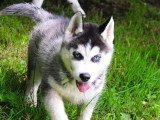5 chiots Husky de Sibérie mâles LOF nés avril 2026 à vendre