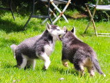 5 chiots Husky de Sibérie mâles LOF nés avril 2026 à vendre