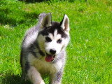 5 chiots Husky de Sibérie mâles LOF nés avril 2026 à vendre