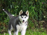 5 chiots Husky de Sibérie mâles LOF nés avril 2026 à vendre
