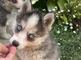 Portée Pomsky non LOF 2 chiots gris et blanc nés en avril 2026 à vendre