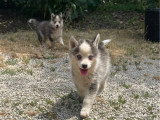 Portée Pomsky non LOF 2 chiots gris et blanc nés en avril 2026 à vendre