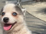 Portée Pomsky non LOF 2 chiots gris et blanc nés en avril 2026 à vendre