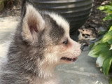 Portée Pomsky non LOF 2 chiots gris et blanc nés en avril 2026 à vendre