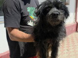 Sunday, Bichon noir senior à adopter en association