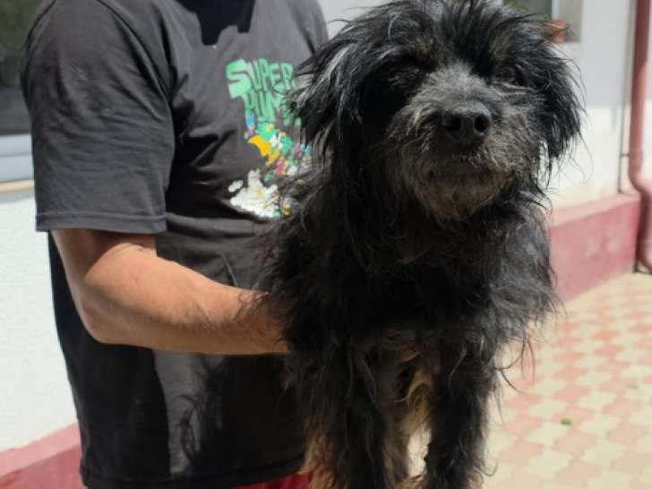 Sunday, Bichon noir senior à adopter en association