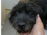 Sunday, Bichon noir senior à adopter en association