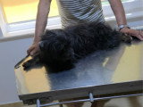 Sunday, Bichon noir senior à adopter en association