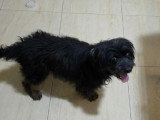 Sunday, Bichon noir senior à adopter en association