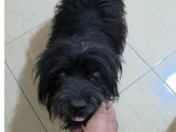 Sunday, Bichon noir senior à adopter en association