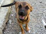 Serj, chiot de 5 mois à adopter en association, en urgence