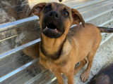 Serj, chiot de 5 mois à adopter en association, en urgence