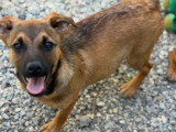Serj, chiot de 5 mois à adopter en association, en urgence