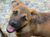 Serj, chiot de 5 mois à adopter en association, en urgence