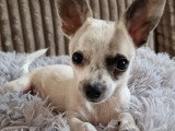 3 chiots Chihuahua mâles à réserver