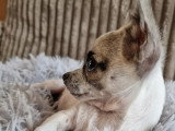 3 chiots Chihuahua mâles à réserver