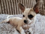 3 chiots Chihuahua mâles à réserver