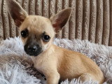 3 chiots Chihuahua mâles à réserver