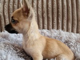 3 chiots Chihuahua mâles à réserver
