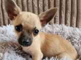 3 chiots Chihuahua mâles à réserver