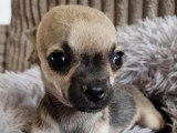 3 chiots Chihuahua mâles à réserver