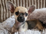 3 chiots Chihuahua mâles à réserver