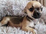 3 chiots Chihuahua mâles à réserver