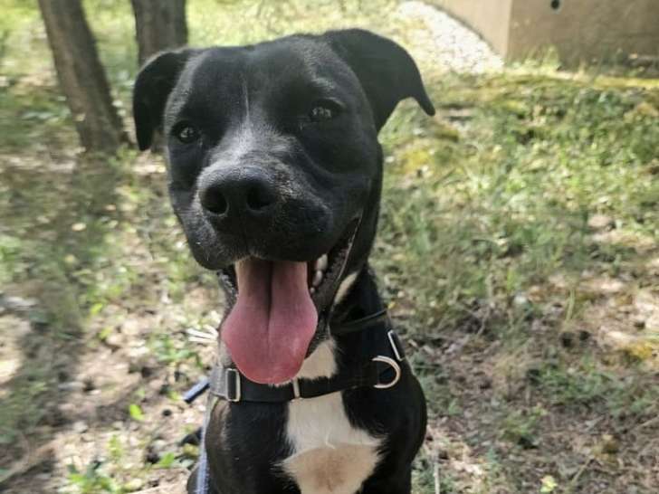 Alaya, jeune chienne croisée Beauceron à adopter en association