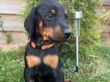 Portée de 6 chiots femelles Doberman non LOF à réserver