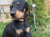 Portée de 6 chiots femelles Doberman non LOF à réserver