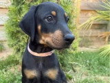 Portée de 6 chiots femelles Doberman non LOF à réserver