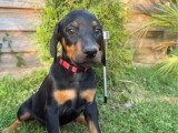 Portée de 6 chiots femelles Doberman non LOF à réserver