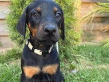 Portée de 6 chiots femelles Doberman non LOF à réserver