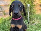 Portée de 6 chiots femelles Doberman non LOF à réserver