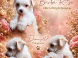 Quatre chiots femelles Chien Chinois à Crête LOF à vendre