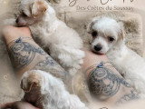 Quatre chiots femelles Chien Chinois à Crête LOF à vendre