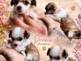 Quatre chiots femelles Chien Chinois à Crête LOF à vendre