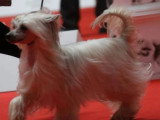Quatre chiots femelles Chien Chinois à Crête LOF à vendre
