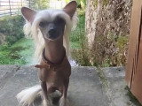 Quatre chiots femelles Chien Chinois à Crête LOF à vendre