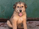 Jade, un amour de chiot femelle à adopter en association
