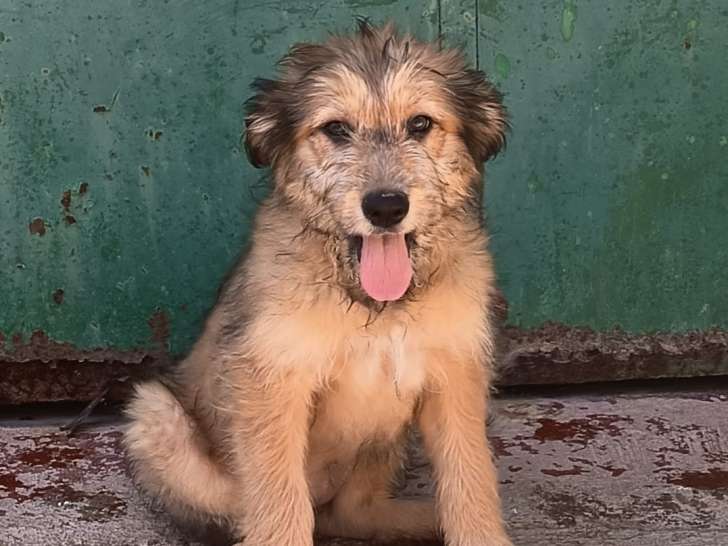Jade, un amour de chiot femelle à adopter en association