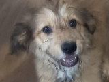 Jade, un amour de chiot femelle à adopter en association