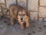 Jade, un amour de chiot femelle à adopter en association