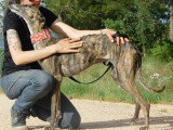 Triana, Galga à adopter en association